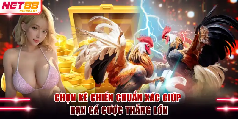 Đá Gà Cựa Sắt - Cơ Hội Chiến Thắng Lớn Với Hội Viên NET88 4 Chọn kê chiến chuẩn xác giúp bạn cá cược thắng lớn