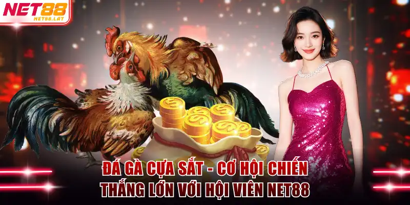 Đá Gà Cựa Sắt - Cơ Hội Chiến Thắng Lớn Với Hội Viên NET88 1 Đá gà cựa sắt