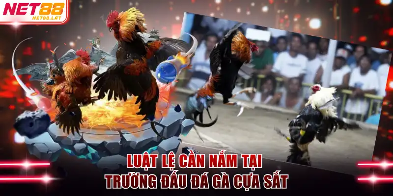 Đá Gà Cựa Sắt - Cơ Hội Chiến Thắng Lớn Với Hội Viên NET88 3 Luật lệ cần nắm tại trường đấu đá gà cựa sắt